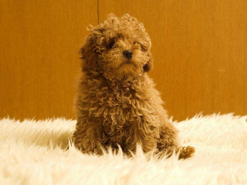 泰迪狗怎末训练 试试这三招(图1)