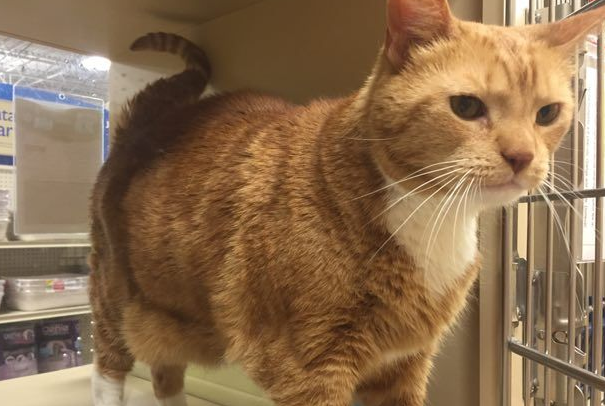 猫奴为爱猫採购猫食竟与待土地认领橘猫一见钟情(图2)