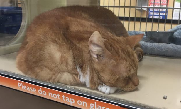 猫奴为爱猫採购猫食竟与待土地认领橘猫一见钟情(图1)