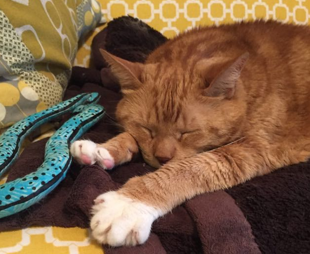 猫奴为爱猫採购猫食竟与待土地认领橘猫一见钟情(图3)