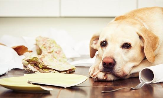 小狗被打发走后 狗妈妈很伤心该怎么办啊？5招教你抚慰它(图2)