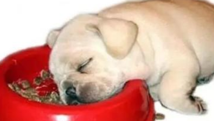 狗吐黄水是这是怎么回事？千万不可方法不恰当回事(图3)