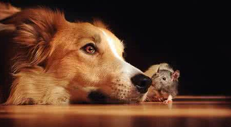 狗吐黄水是这是怎么回事？千万不可方法不恰当回事(图1)