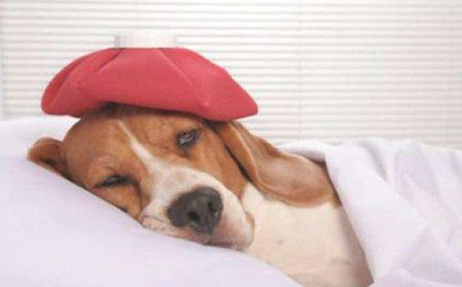 如何看出狗是否是严重挑食？(图1)