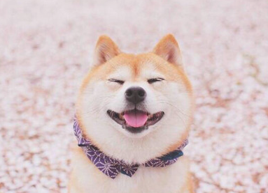 如何看出狗是否是严重挑食？(图2)