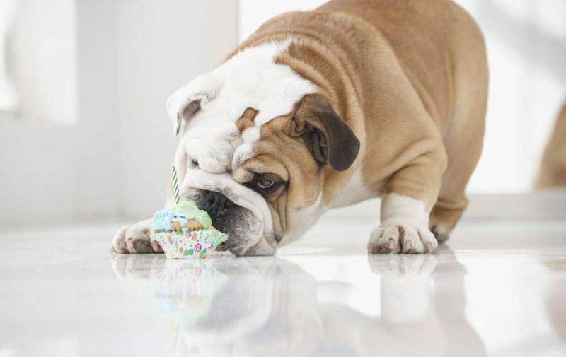 狗狗吃什么东西狗粮好？适合我它的才是最好的(图3)