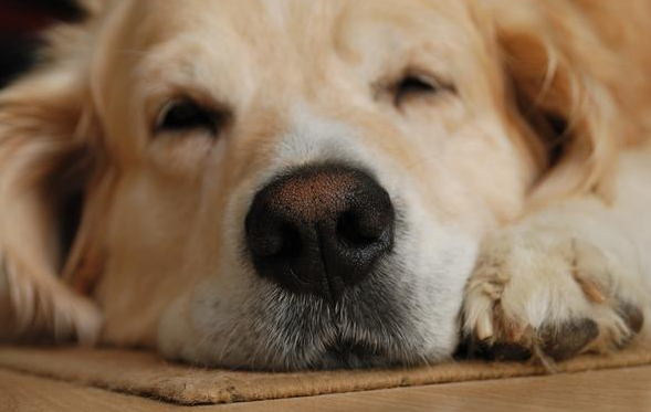 狗狗干呕的几个缘故 比较好十分严重还会导致重伤不治 千万不能要最好小心(图1)