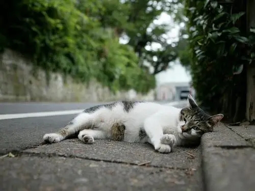 街上遇上流浪恶猫 两个巧合让铲屎官当事人流浪猫是已故的父亲贵宾犬转世(图1)