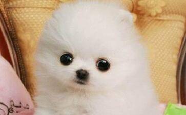 博美犬咋训练？掌握好这些就不容易多了(图1)