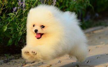 博美犬咋训练？掌握好这些就不容易多了(图2)