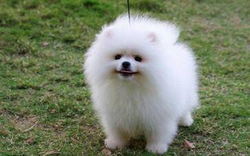 博美犬咋训练？掌握好这些就不容易多了(图3)