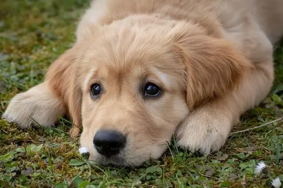 狗狗没驱虫会很挑食吗？(图1)