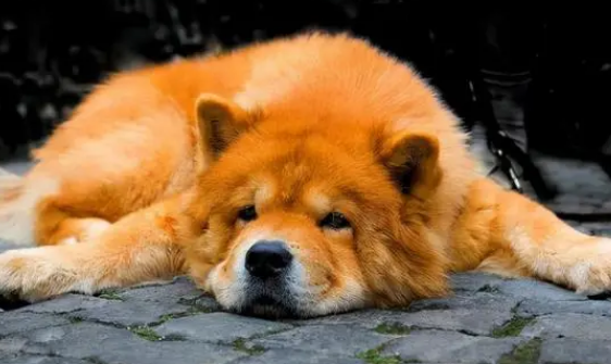 狗狗没驱虫会很挑食吗？(图2)