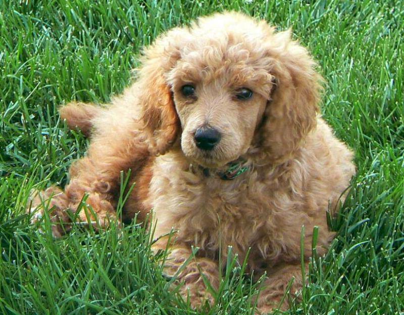 泰迪为啥要剑齿 这些原因你很清楚吗(图1)