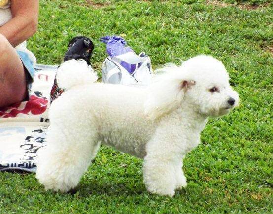 泰迪为啥要剑齿 这些原因你很清楚吗(图3)