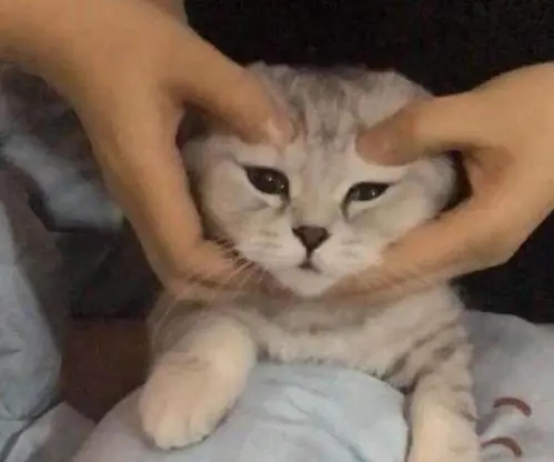 日本有家“猫咪按摩店” 技师全是可爱呀的猫 猫奴们不去销费下吗(图1)