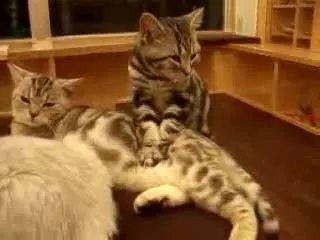 日本有家“猫咪按摩店” 技师全是可爱呀的猫 猫奴们不去销费下吗(图2)