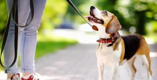 狗狗有这五个特性 也意味着什么主人有素质(图2)