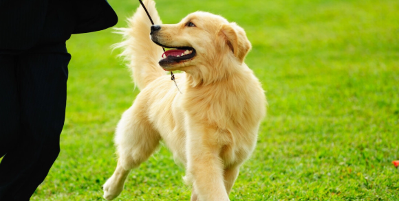 狗狗有这五个特性 也意味着什么主人有素质(图1)