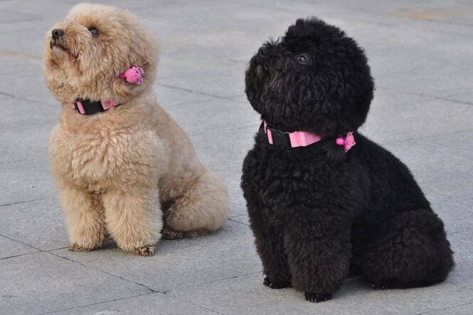 狗狗换狗粮拉稀咋办？这个方法你建议使用了吗(图1)