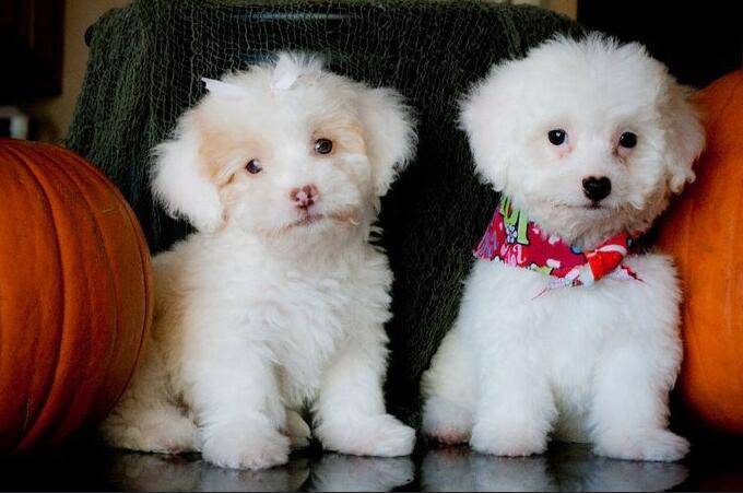 狗狗换狗粮拉稀咋办？这个方法你建议使用了吗(图3)