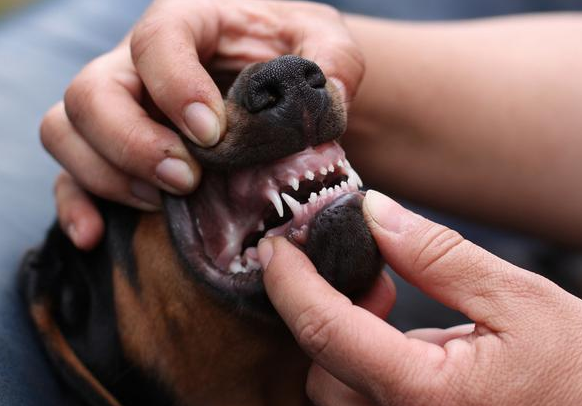 条件符合以下几个特征的狗狗 不能惹 不然咬你没商量商量(图2)