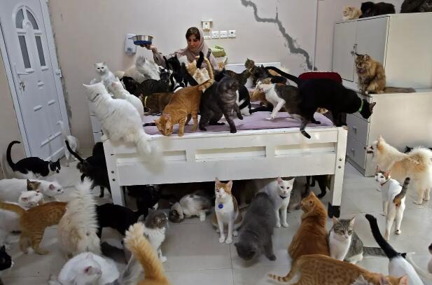 阿曼爱宠狂人养了480只猫和12条狗(图2)