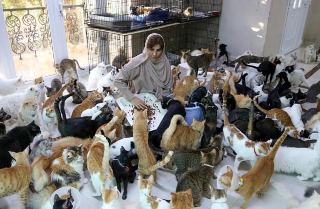 阿曼爱宠狂人养了480只猫和12条狗(图1)