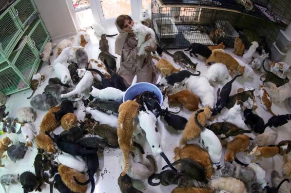 阿曼爱宠狂人养了480只猫和12条狗(图3)
