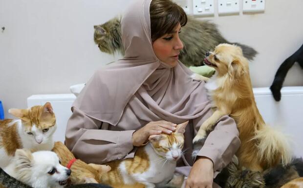 阿曼爱宠狂人养了480只猫和12条狗(图5)