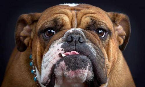 斗牛犬是可以长多大？这就是它的上限(图1)