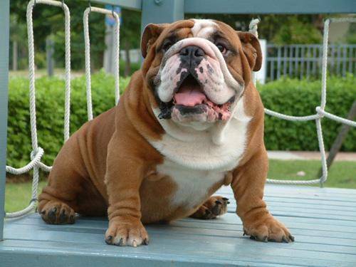 斗牛犬是可以长多大？这就是它的上限(图3)