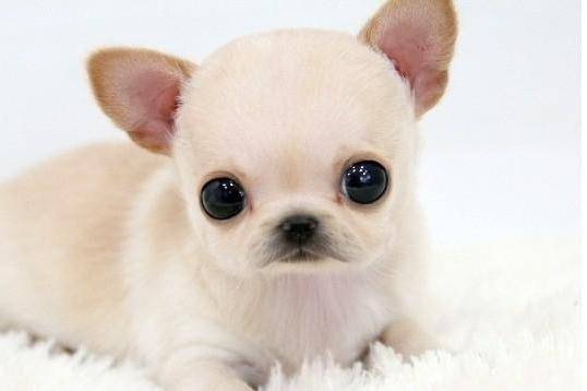 蝴蝶犬和吉娃娃哪个好？这样的比帮一下忙才明白了(图2)