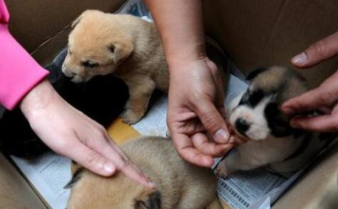 这几种小狗送父母 确实很合适!(图1)