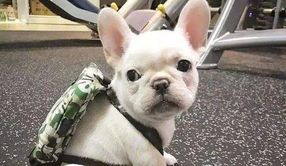 这几种小狗送父母 确实很合适!(图2)