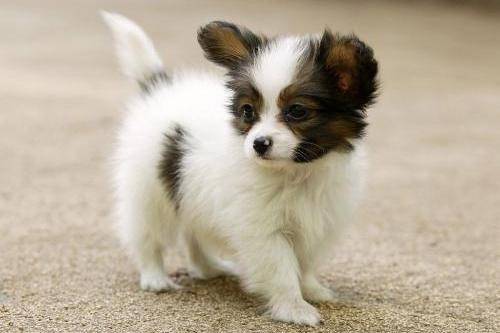 蝴蝶犬怎么知道纯不纯 关键是看这几点(图1)