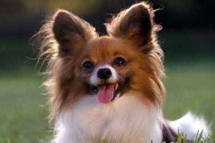 蝴蝶犬怎么知道纯不纯 关键是看这几点(图2)