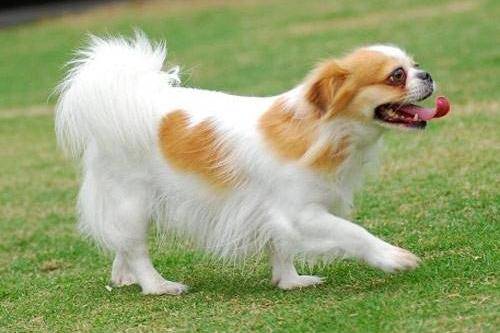 蝴蝶犬怎么知道纯不纯 关键是看这几点(图3)