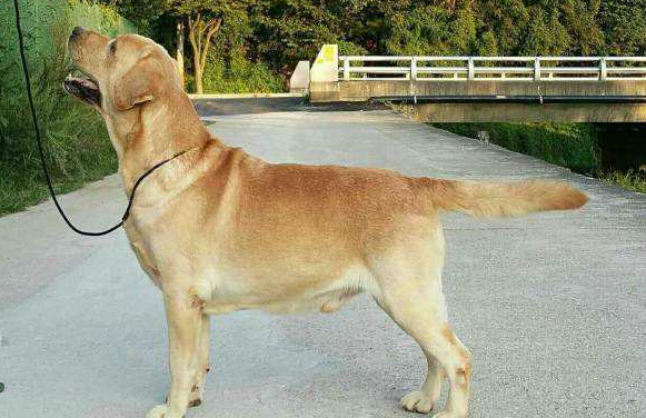 网上购买拉布拉多注意事项 远处观察好这几个重点(图3)