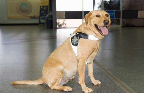 网上购买拉布拉多注意事项 远处观察好这几个重点(图2)