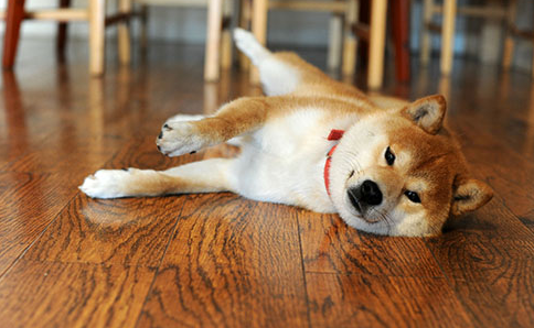 狗腹泻的情况能够喝温水吗？(图2)