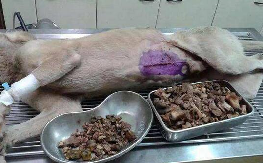 给狗狗吃这种超过“慢性自杀” 有些人却也要喂(图1)