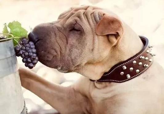 给狗狗吃这种超过“慢性自杀” 有些人却也要喂(图2)