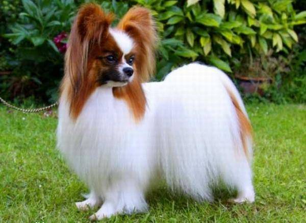 蝴蝶犬不经常尿尿咋回事?主要注意从这几个方面考虑(图1)