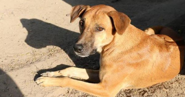 大型狗缺钙的表现?要怎摸补锌?(图1)