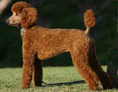 贵宾和泰迪有什么区别？本身应该是一种狗(图2)