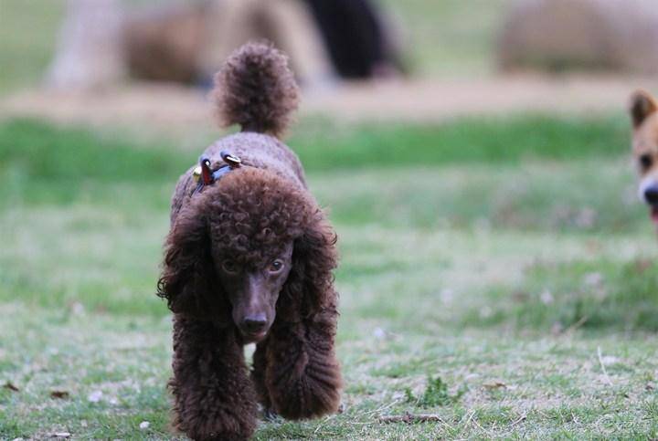 贵宾和泰迪有什么区别？本身应该是一种狗(图3)