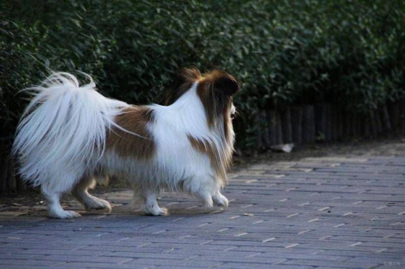 蝴蝶犬爱脱毛严重吗？这样的话操心可增加掉毛率(图2)