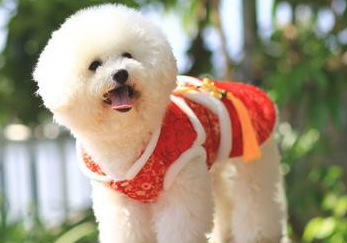 这几种狗狗非常适合我家庭饲养 来去看看吧！(图1)