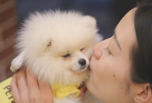 这几种狗狗非常适合我家庭饲养 来去看看吧！(图2)